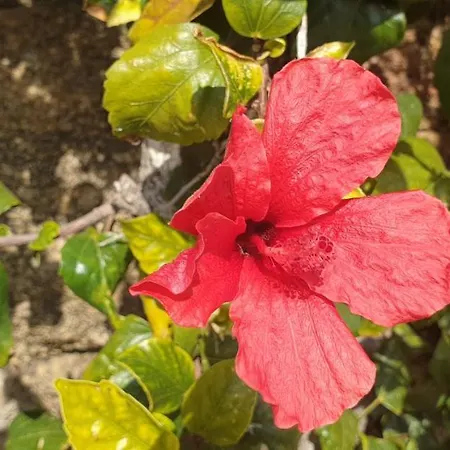 Lägenhet Casa Di A Murza *